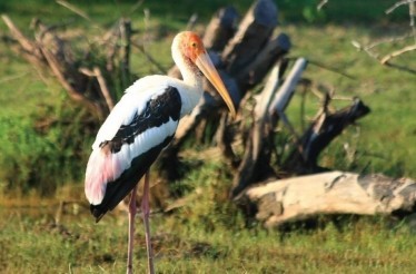 See Exotic Birds @ Yala Sri Lanka